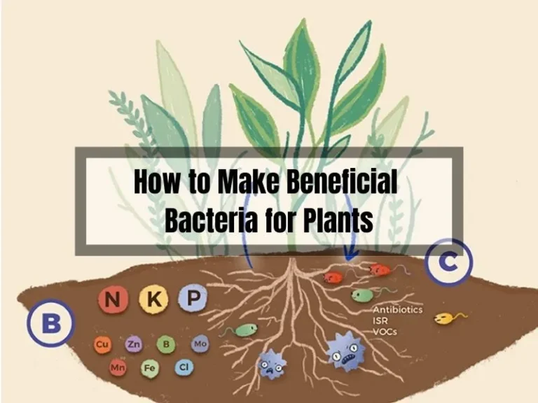 How to Make Beneficial Bacteria for Plants: A Quick Guide
