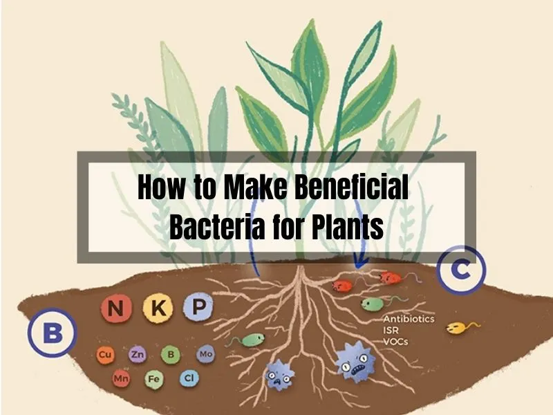 How to Make Beneficial Bacteria for Plants