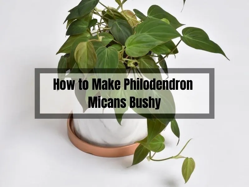 How to Make Philodendron Micans Bushy