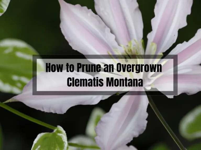 Pruning Overgrown Clematis Montana: A Quick Guide to Taming Your Wild Vines