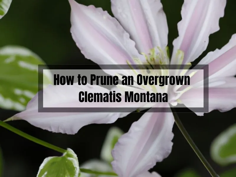 How to Prune an Overgrown Clematis Montana