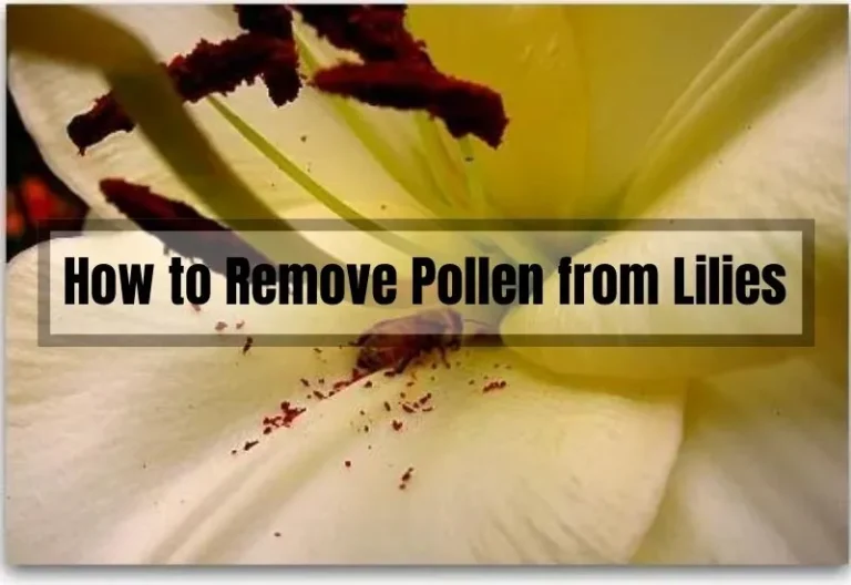 How to Remove Pollen from Lilies: A Step-by-Step Guide
