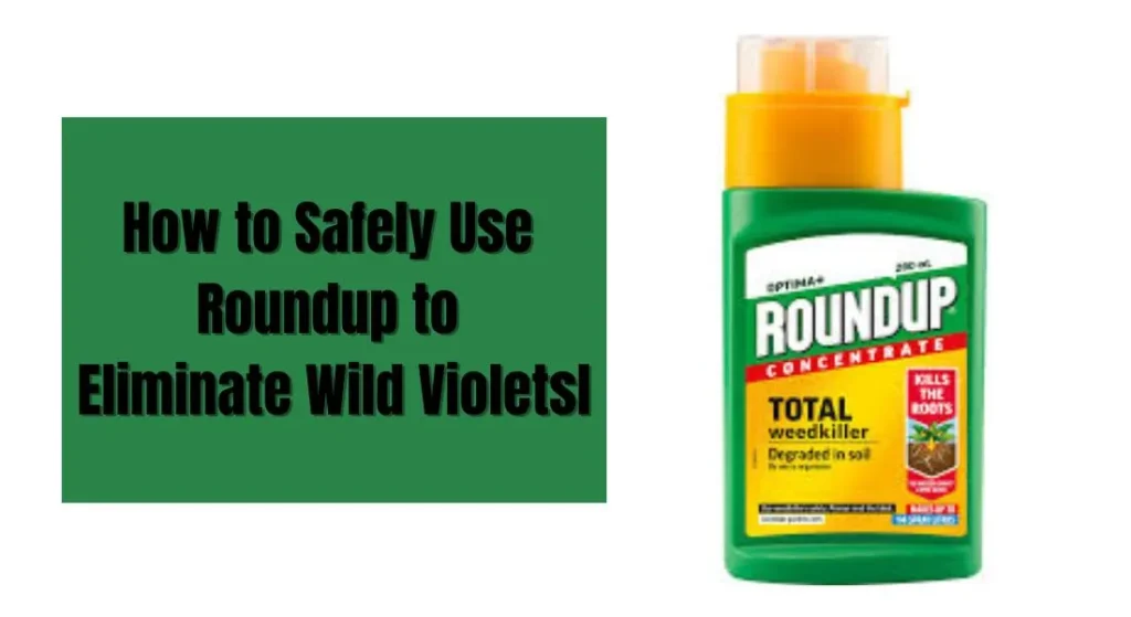 How to Safely Use Roundup to Eliminate Wild Violets