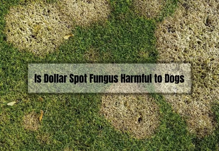 Is Dollar Spot Fungus Harmful to Dogs? What You Need to Know