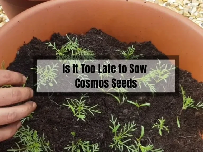 Is it Too Late to Sow Cosmos Seeds? Tips for Late Bloomers