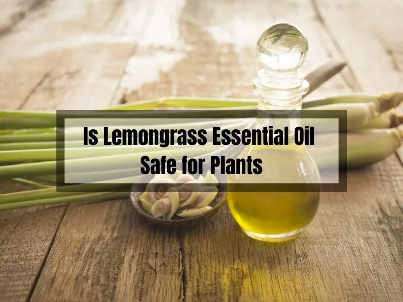 Is Lemongrass Essential Oil Safe for Plants