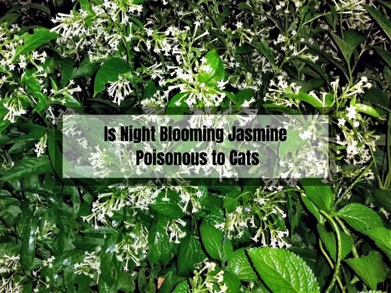 Is Night Blooming Jasmine Poisonous to Cats