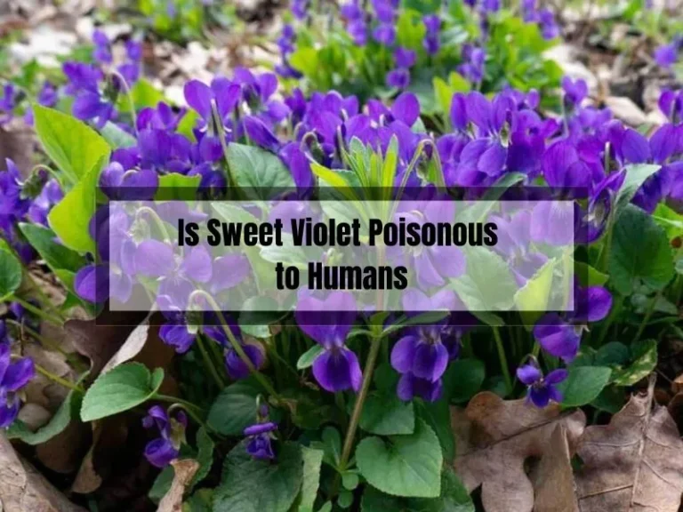 Is Sweet Violet Poisonous to Humans? Facts You Need to Know