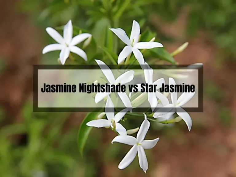 Have You Explored the Beauty of Jasmine Nightshade and Star Jasmine Yet? Find Here!