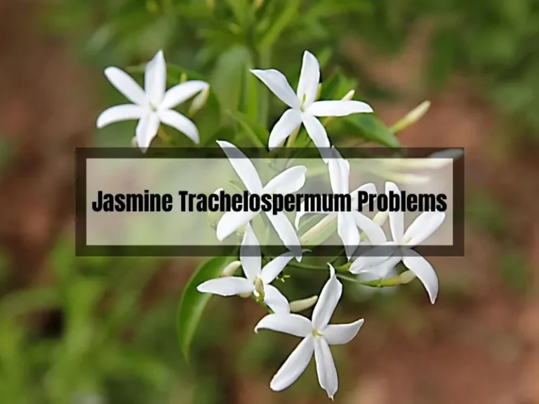 Jasmine Trachelospermum Problems: Recognizing and Solving Common Issues