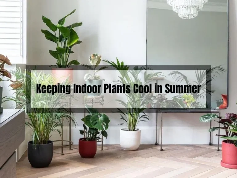 Keeping Indoor Plants Cool in Summer: Tips and Tricks