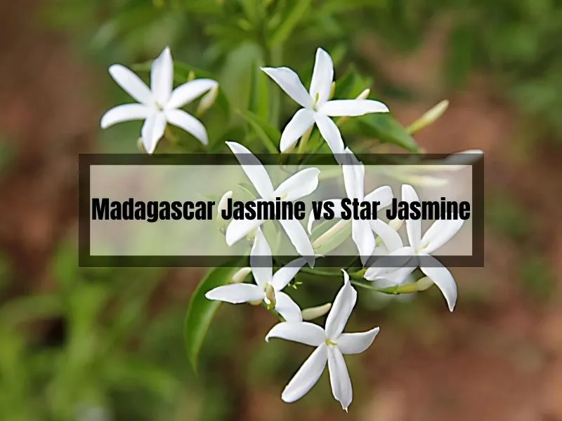 Madagascar Jasmine vs Star Jasmine
