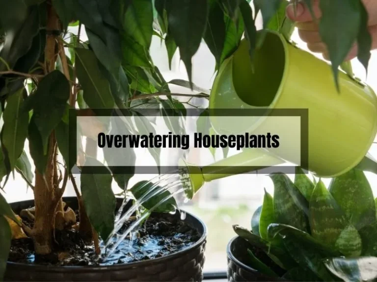 Overwatering Houseplants: How to Avoid Killing Your Plants