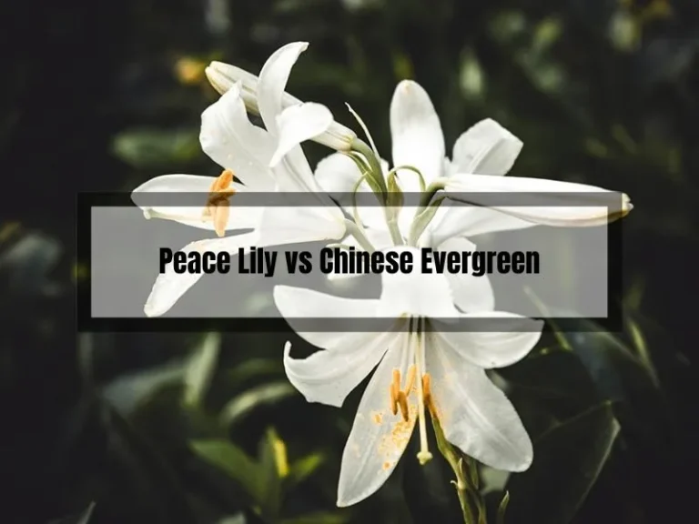 Peace Lily vs Chinese Evergreen: Unraveling the Green Mystery