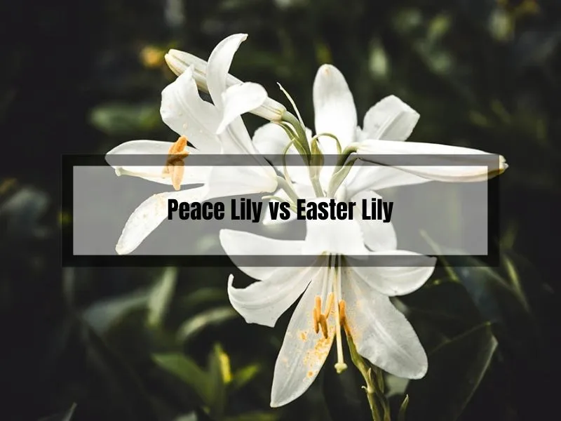 Peace Lily vs Easter Lily