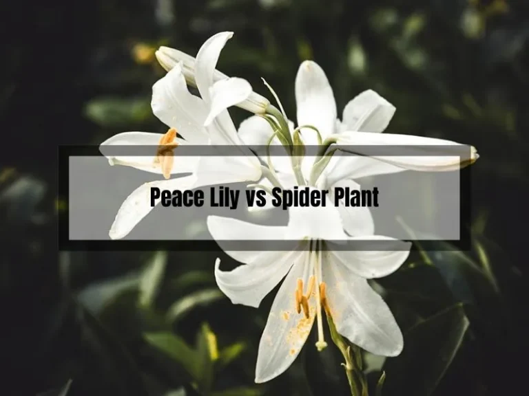 Peace Lily vs Spider Plant: Which One is The Best?