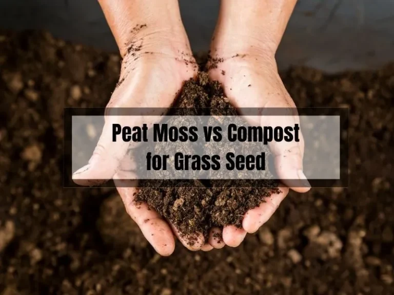 Peat Moss vs Compost for Grass Seed: Which One Is Best for Your Lawn?