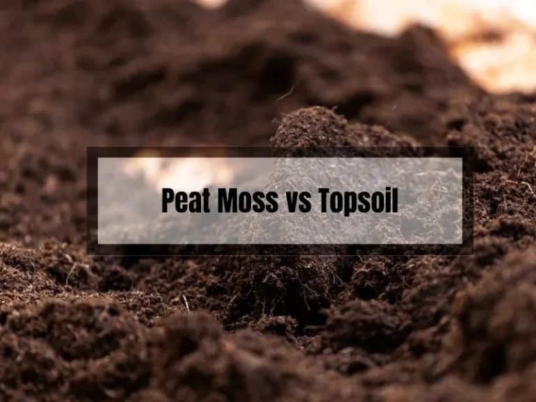 Peat Moss vs Topsoil for Grass Seed: Which is Best for Your Lawn?