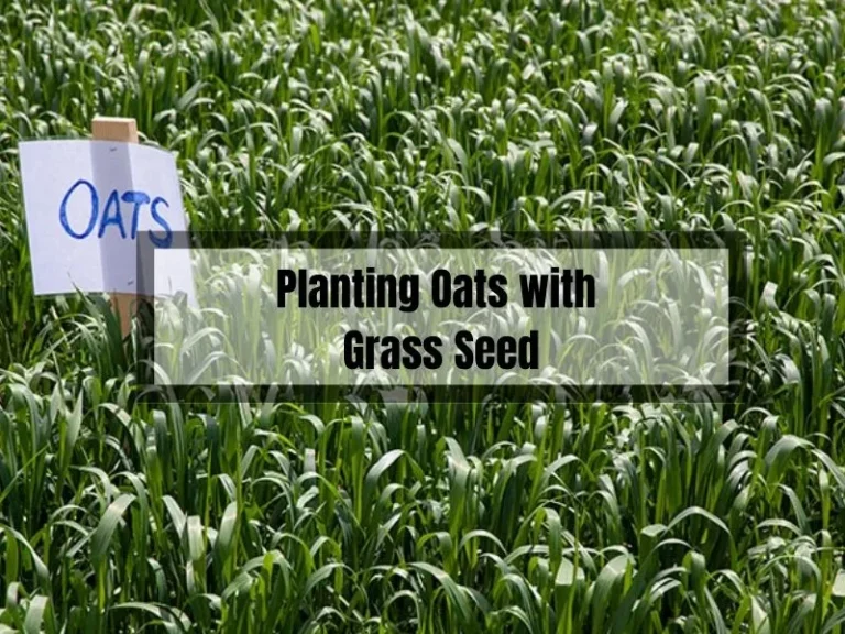 Planting Oats with Grass Seed: A Guide to Successful Co-Planting