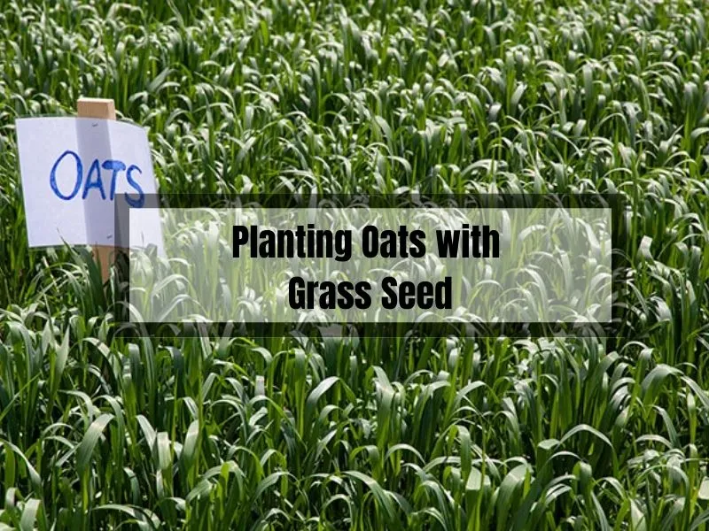 Planting Oats with Grass Seed