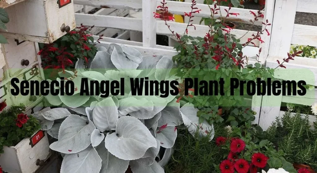 Senecio Angel Wings Plant Problems