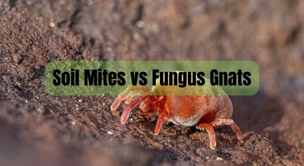 Soil Mites vs Fungus Gnats