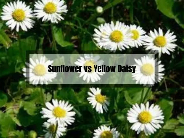 Sunflower vs Yellow Daisy: A Comparison of Two Popular Garden Flowers