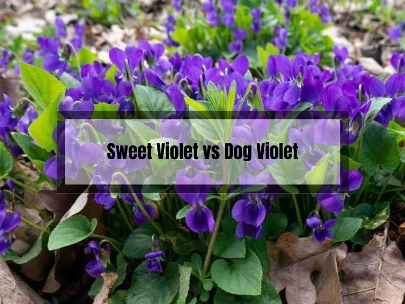 Sweet Violet vs Dog Violet