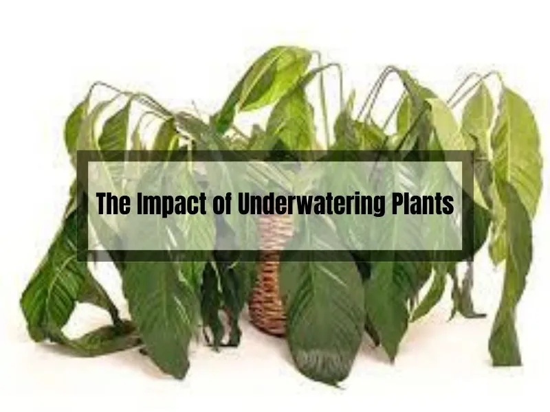 Impact of Underwatering Plants