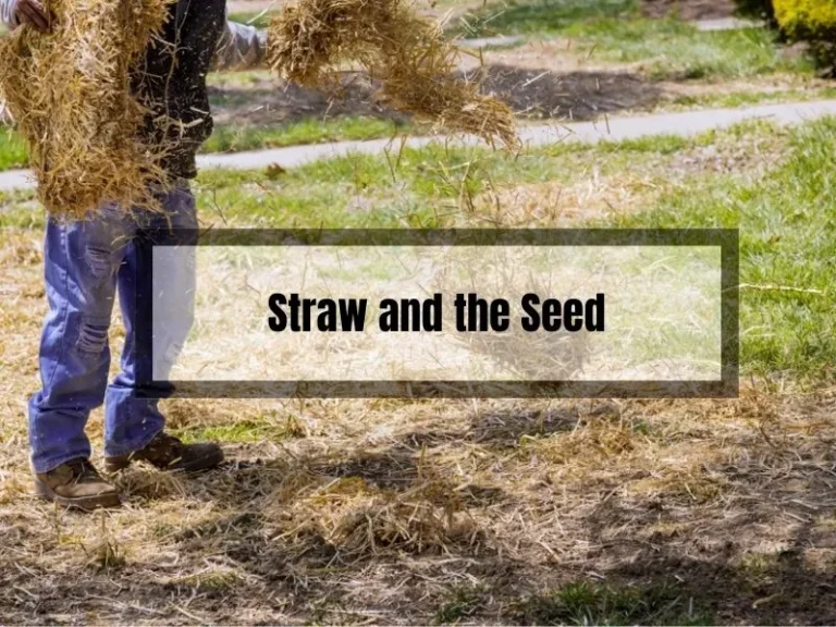 The Straw and the Seed: When Too Much is Not a Good Thing