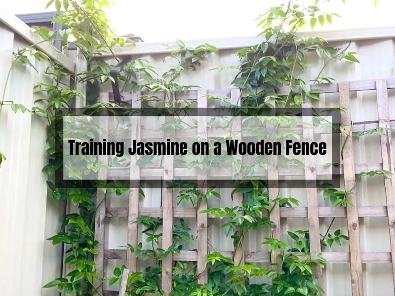 Training Jasmine on a Wooden Fence