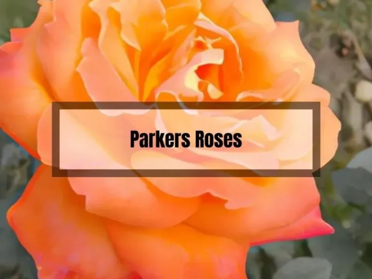 Discover the Enchanting World of Parkers Roses: Expert Tips and Blooming Beauty