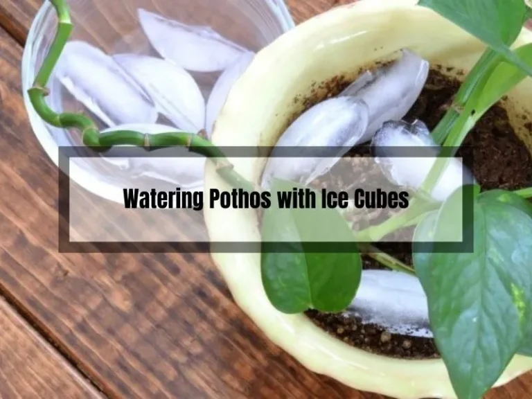 Can You Water Pothos with Ice Cubes? A Professional’s Perspective
