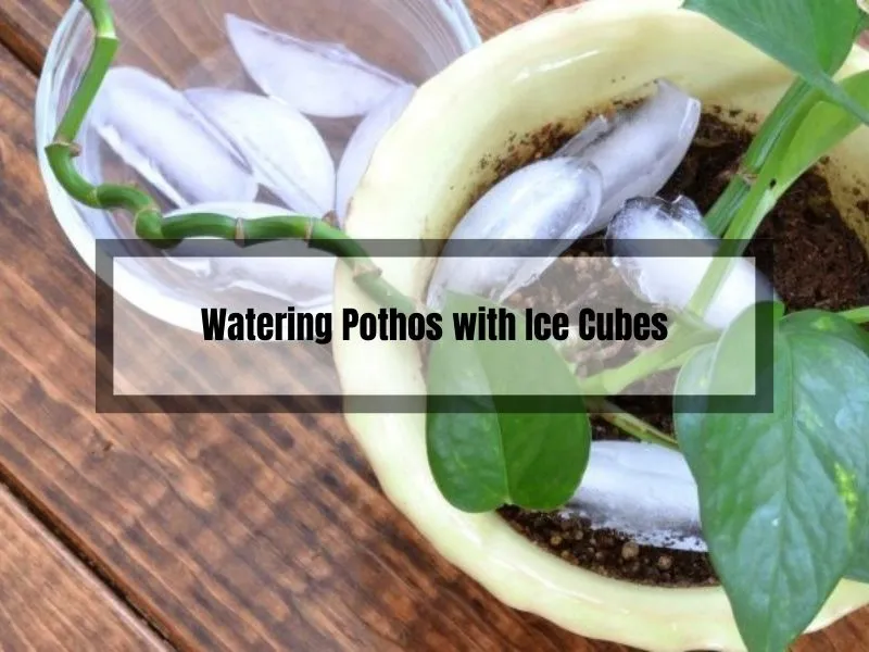 Watering Pothos with Ice Cubes