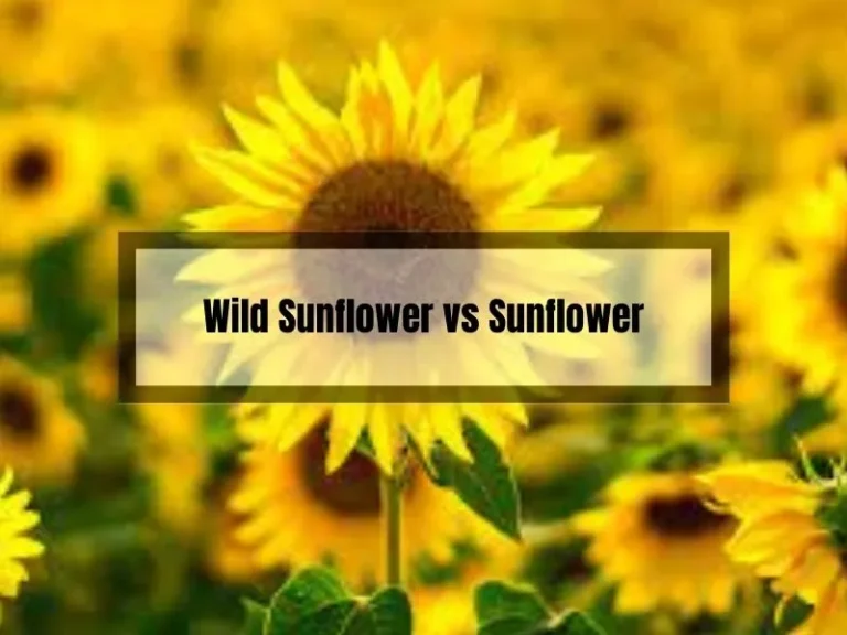 Wild Sunflower vs Sunflower: What’s the Difference?