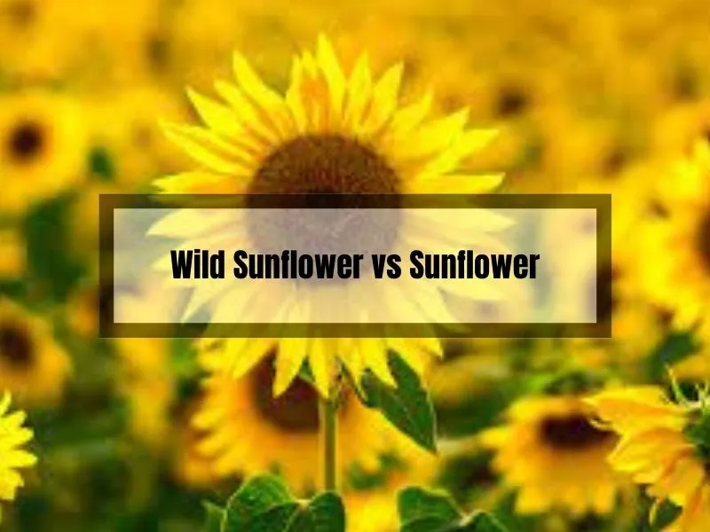 Wild Sunflower vs Sunflower