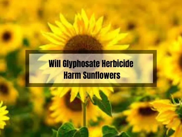 Will Glyphosate Herbicide Harm Sunflowers?