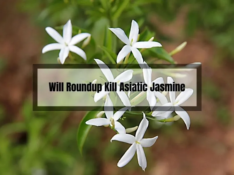 Will Roundup Kill Asiatic Jasmine
