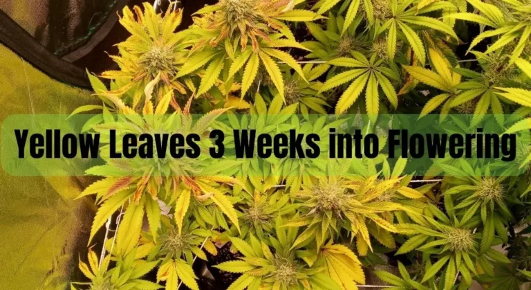 Yellow Leaves 3 Weeks into Flowering: Causes and Proven Solutions