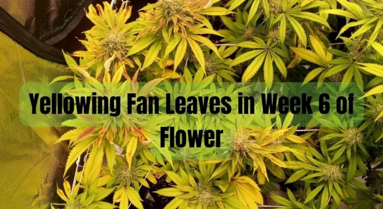 Yellowing Fan Leaves in Week 6 of Flower: Causes and Solutions