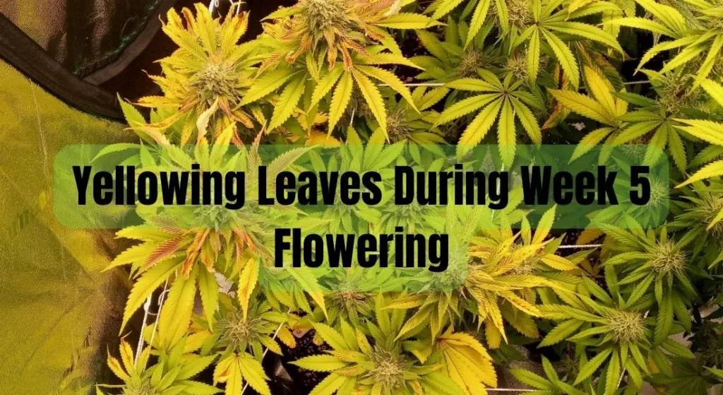Yellowing Leaves During Week 5 Flowering