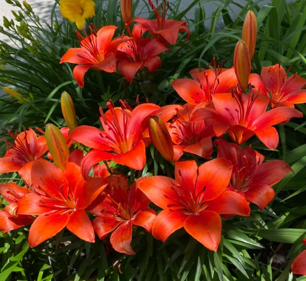 Asiatic Lily
  