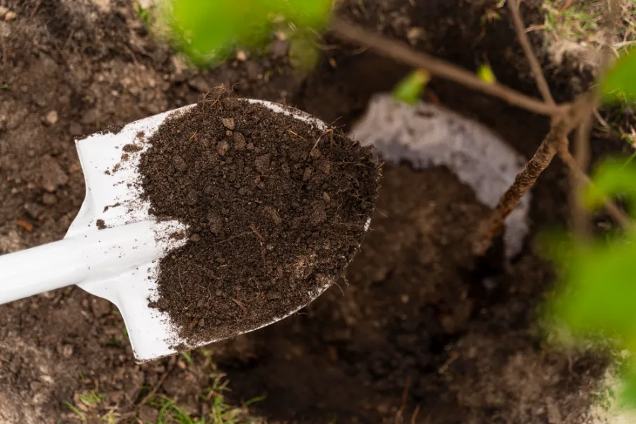 5 Natural Soil Improvement Tips