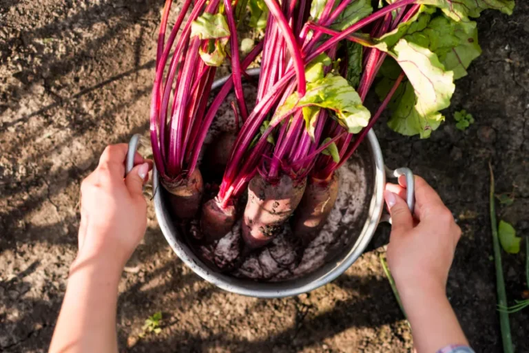 5 Best Organic Fertilizer for Rhubarb: Boost Your Harvest Naturally