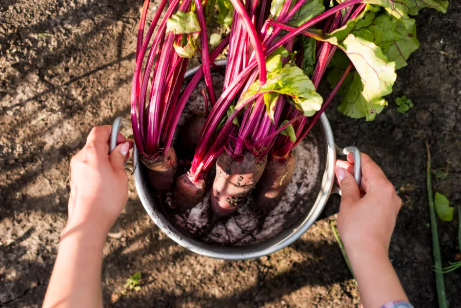 Best Organic Fertilizer for Rhubarb