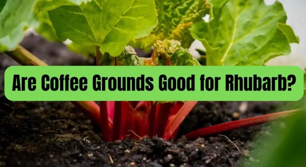 Are coffee grounds good for rhubarb