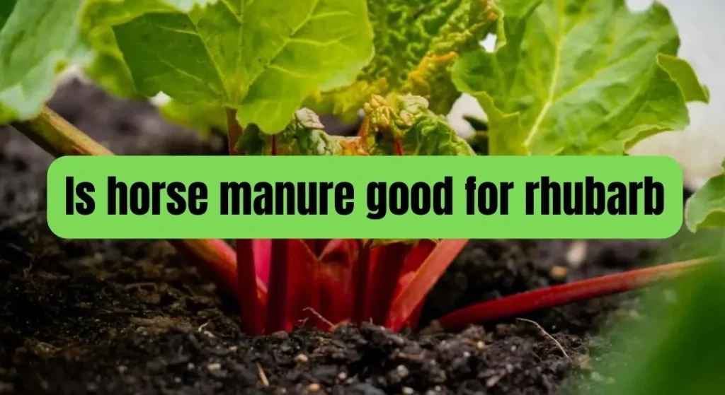 Is horse manure good for rhubarb