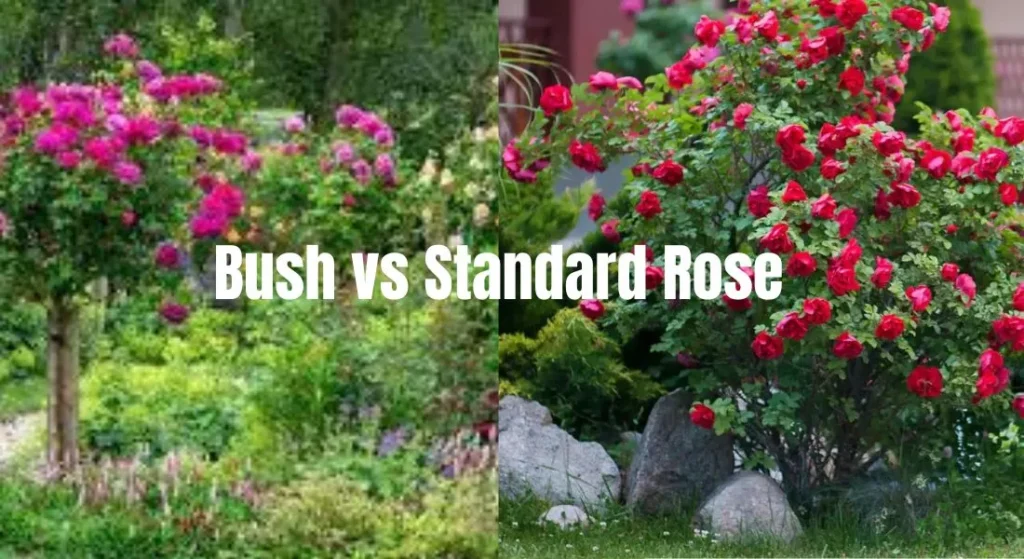 Bush vs Standard Rose