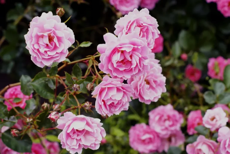 Can Floribunda Roses Be Grown in Pots? A Professional Guide