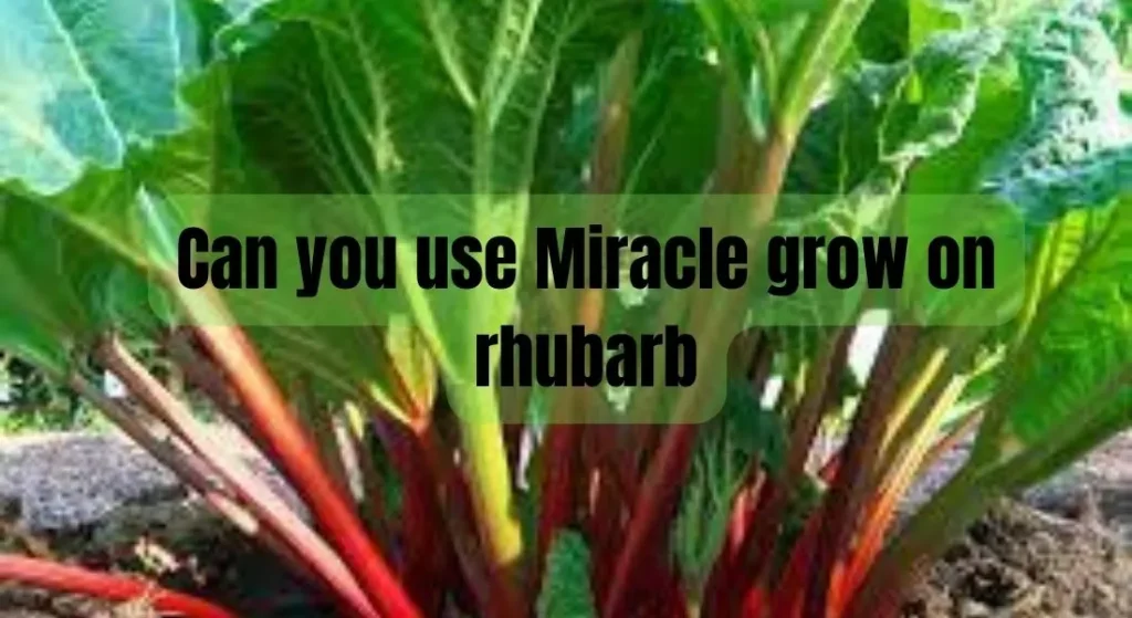 Can you use Miracle grow on rhubarb